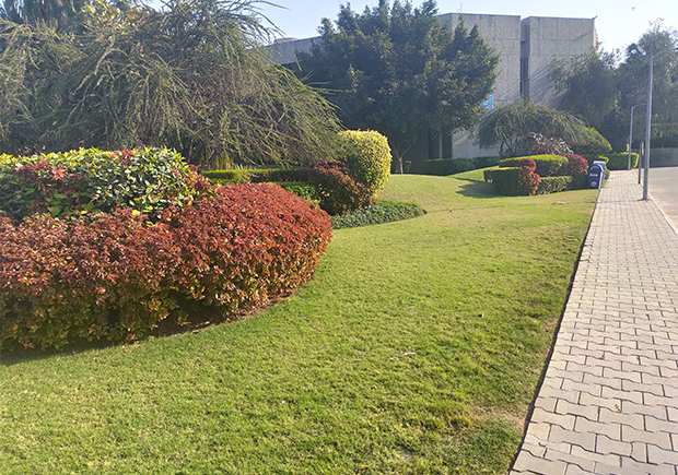 COLOURFUL PLANTS