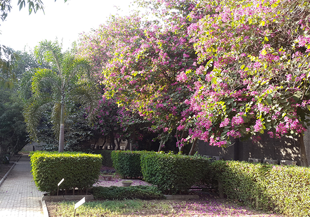 FLOWERING TREE