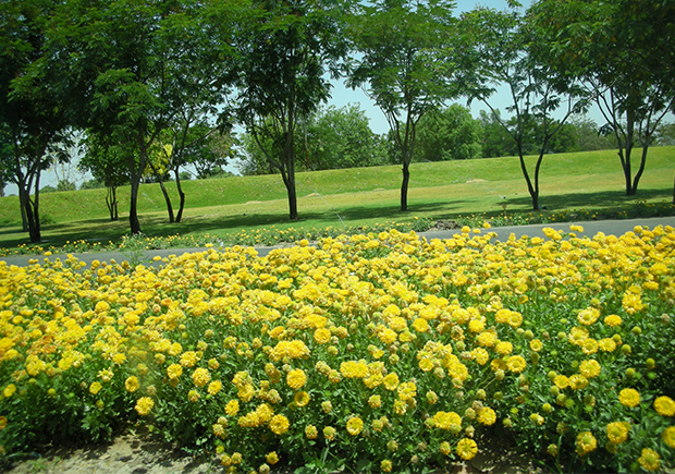 FLOWERS
