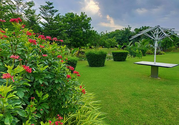 Landscaper Pruning Decorative Evergreen Tree